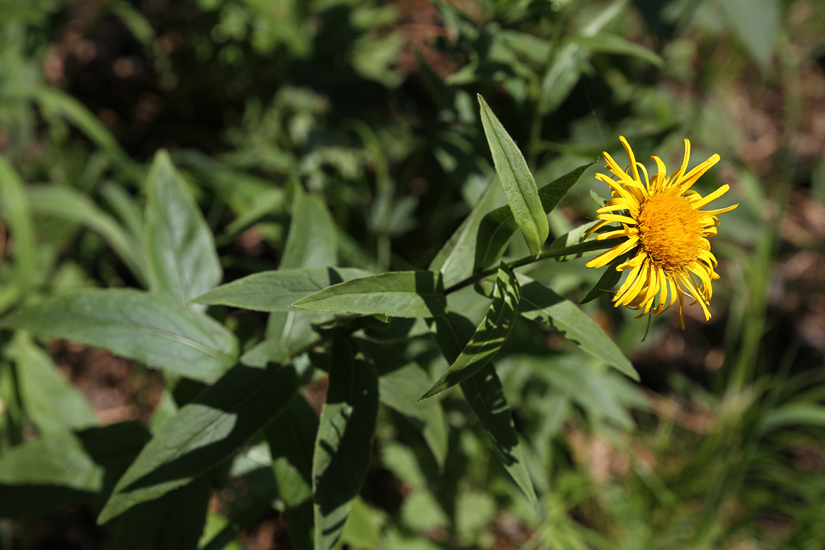 Изображение особи род Inula.