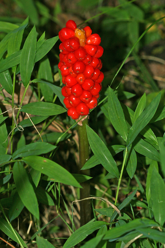 Изображение особи Arum italicum ssp. albispathum.