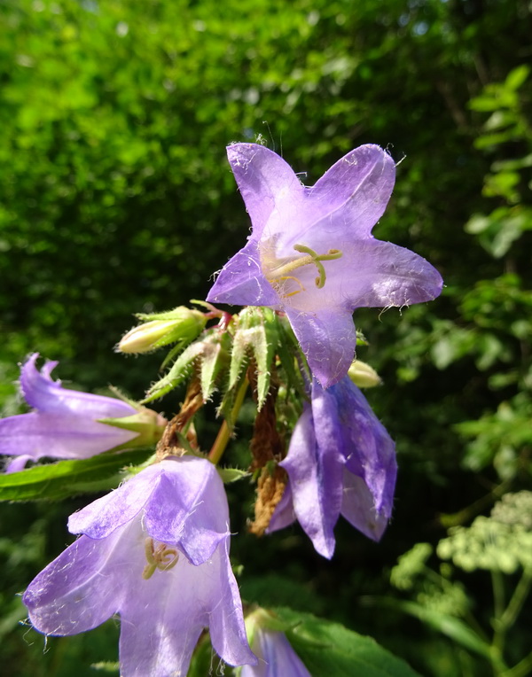 Изображение особи Campanula trachelium.