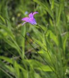 Campanula patula