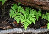 Gymnocarpium dryopteris