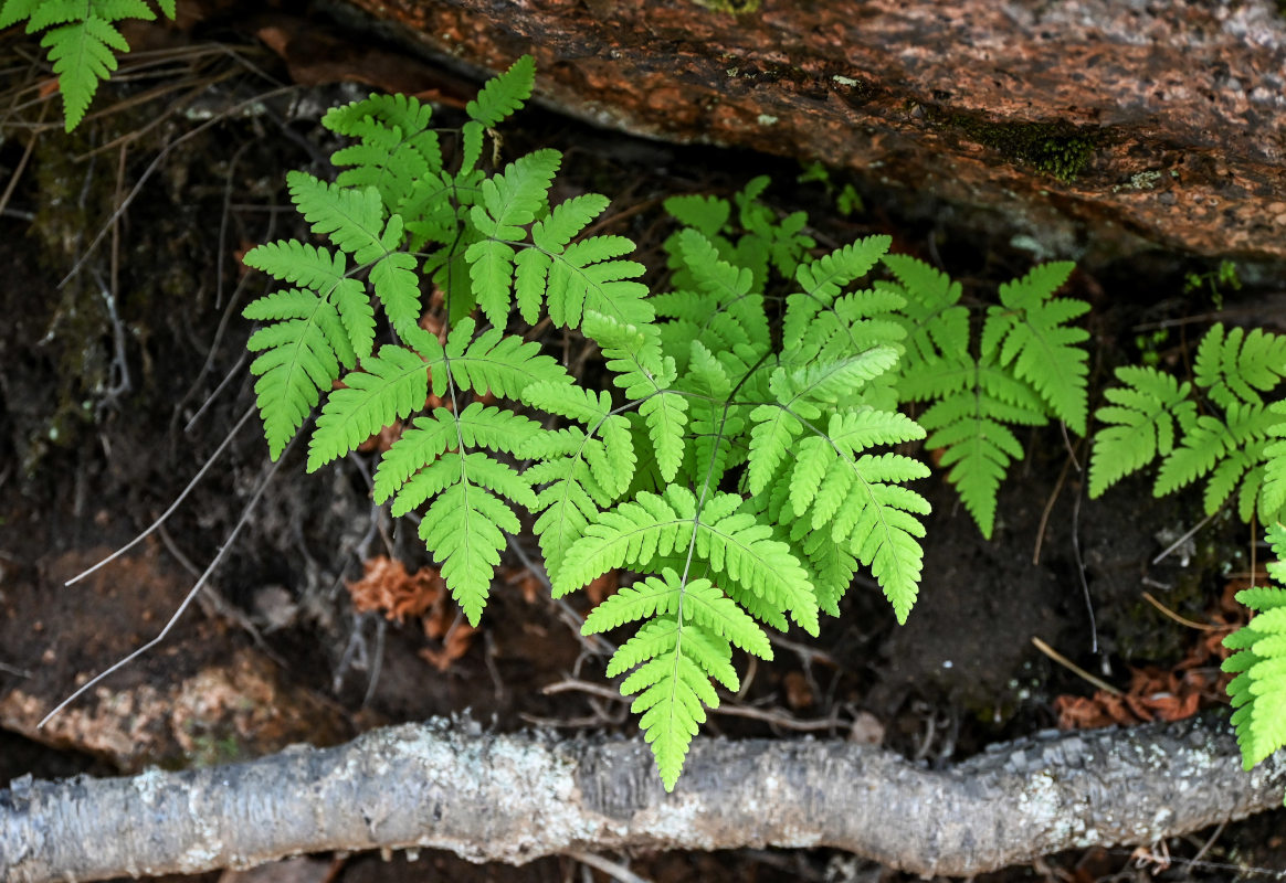 Image of Gymnocarpium dryopteris specimen.