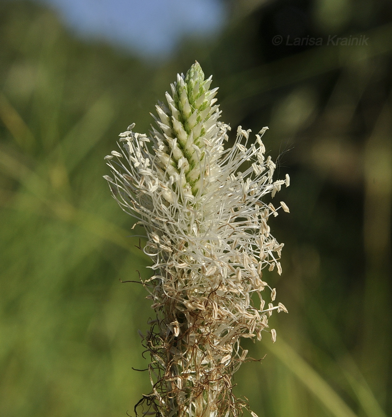 Изображение особи Plantago urvillei.