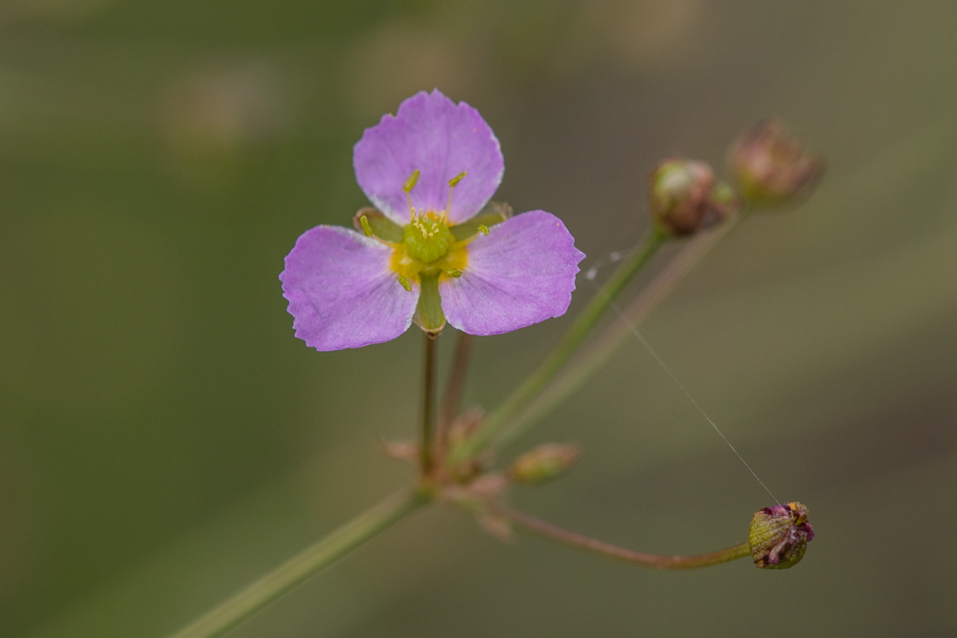 Image of Alisma plantago-aquatica specimen.