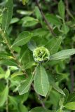 Salix cinerea
