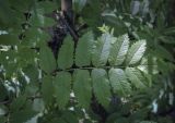 Sorbus sibirica. Лист. Ярославская обл., г. Переславль-Залесский, дендрологический парк им. С. Ф. Харитонова, в культуре. 12.06.2022.