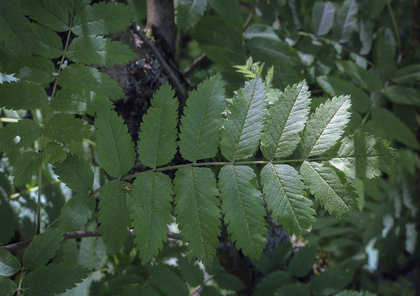 Image of Sorbus sibirica specimen.