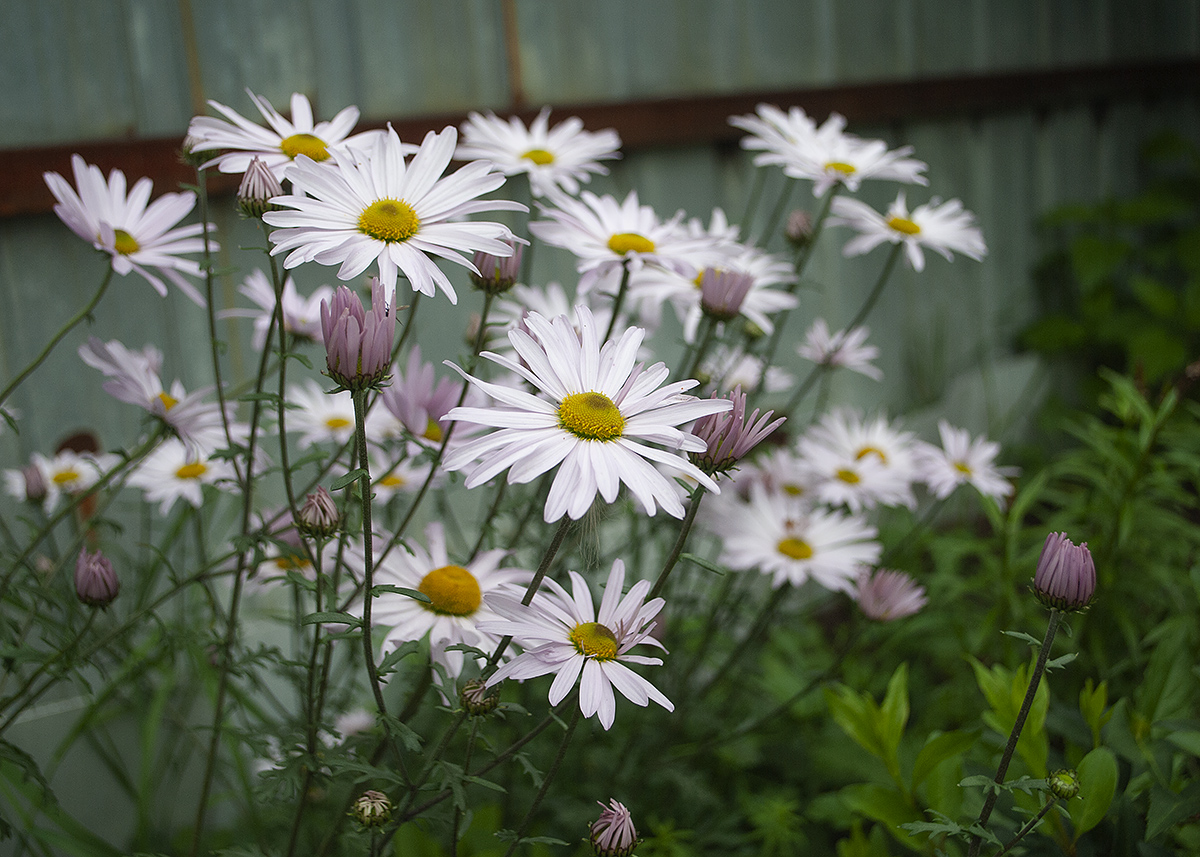 Изображение особи Chrysanthemum mongolicum.