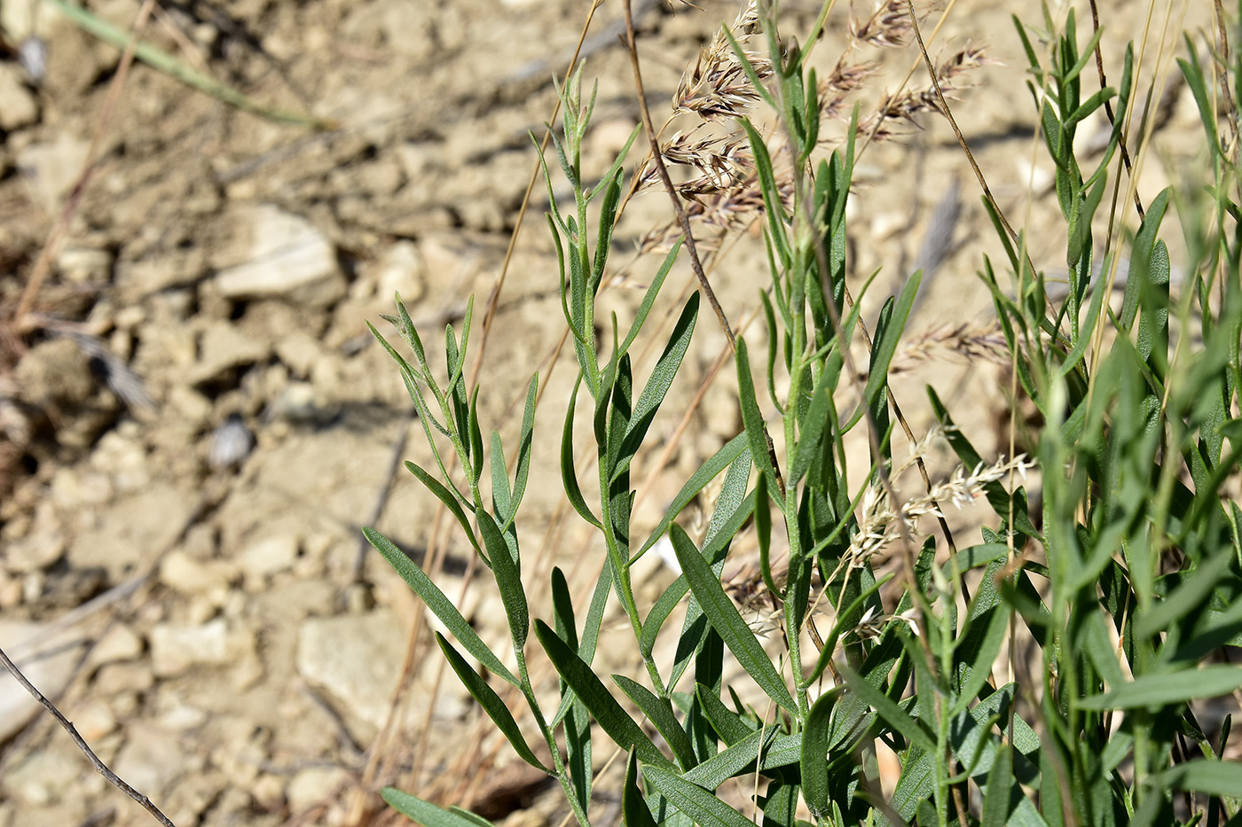 Image of Galatella biflora specimen.