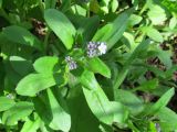 Myosotis sylvatica. Зацветающее растение. Беларусь, Гродненская обл., Новогрудский р-н, окр. дер. Незнаново, опушка ельника кисличного. 09.05.2022.