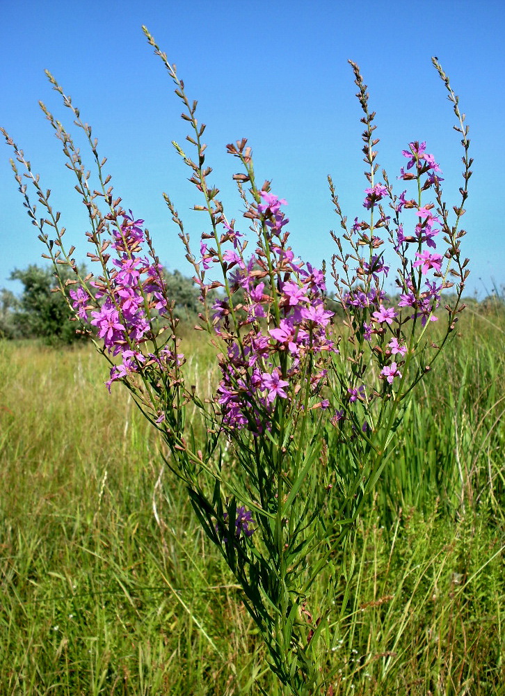 Изображение особи Lythrum virgatum.