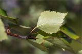 Betula subarctica. Лист (абаксиальная сторона). Карелия, восточный берег оз. Топозеро, песчаный пляж. 25.07.2021.