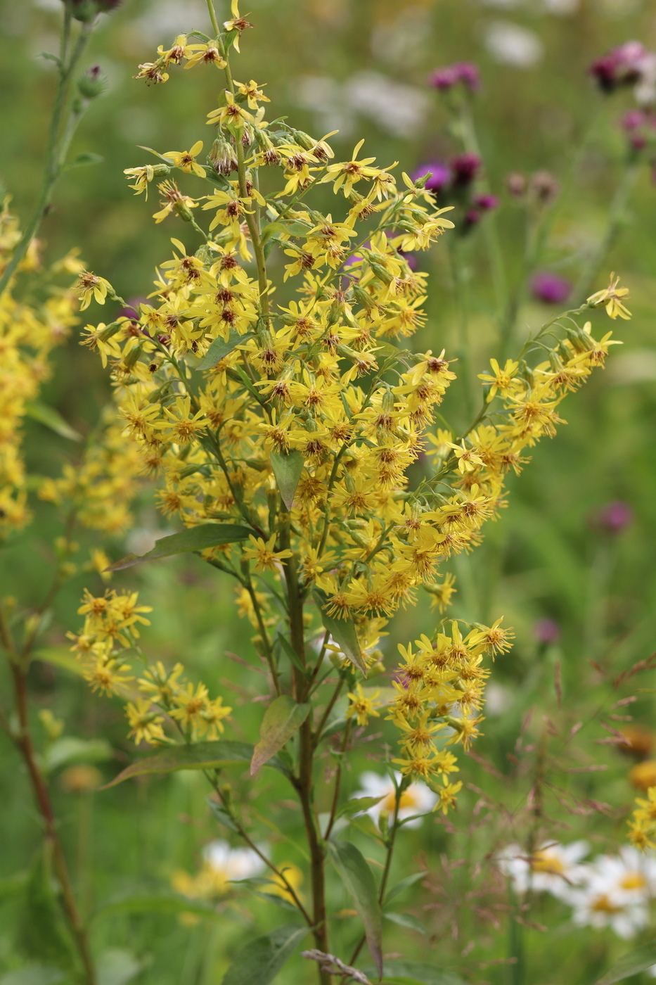 Изображение особи Solidago &times; niederederi.