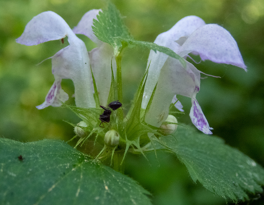 Изображение особи Lamium maculatum.