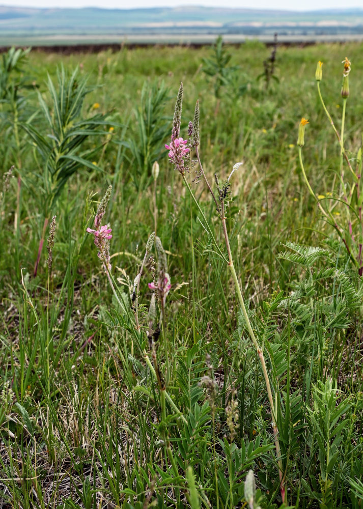 Изображение особи Onobrychis sibirica.