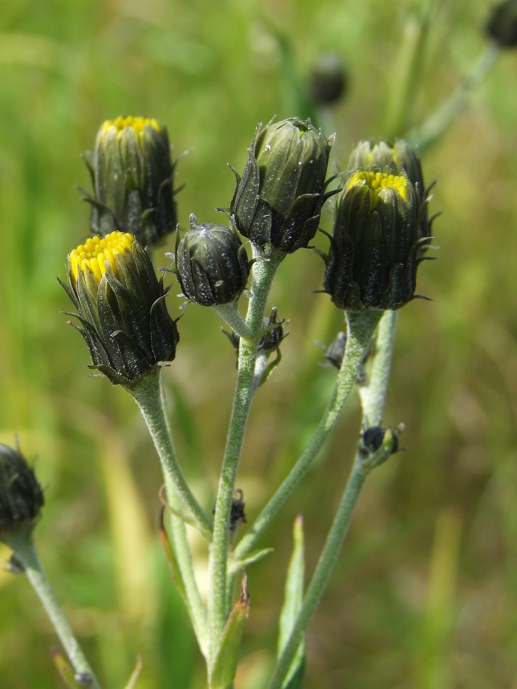 Изображение особи Hieracium umbellatum.