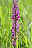 Anacamptis laxiflora subspecies elegans. Соцветие. Краснодарский край, м/о Анапа, пос. Витязево, сырая низина между строящимися отелями. 05.06.2021.