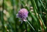 Allium karelinii. Соцветие. Киргизия, Ошская обл., Памир, Заалайский хр., берег оз. Тулпар-Кёль, ≈ 3600 м н.у.м., альпийский луг. 04.07.2022.