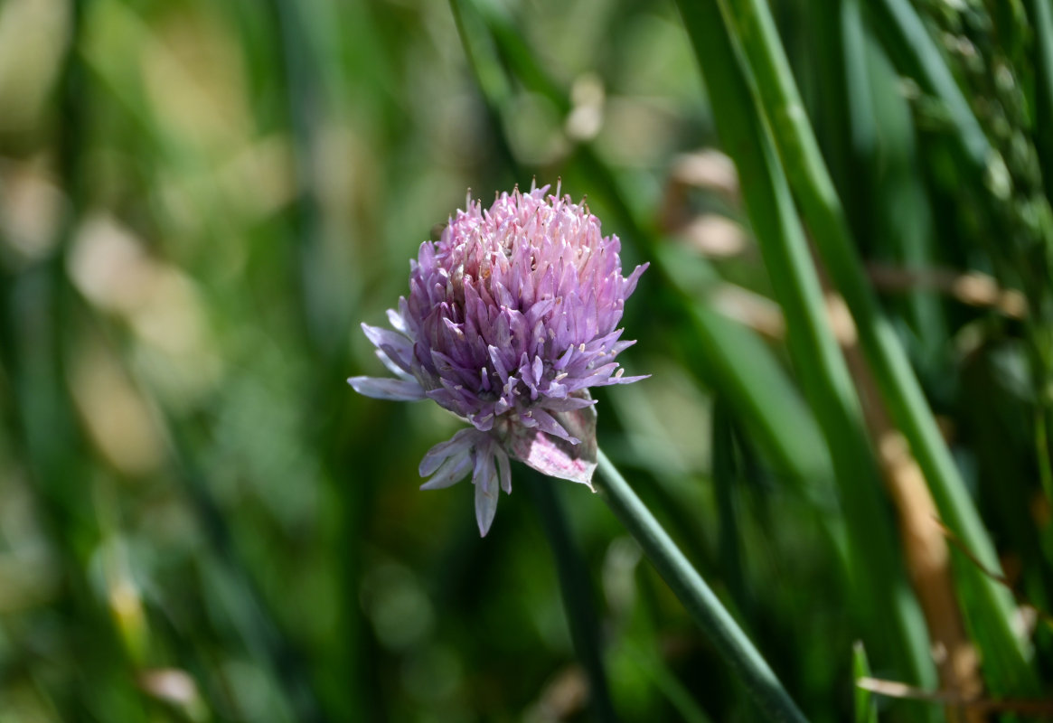 Image of Allium karelinii specimen.