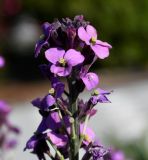 Erysimum scoparium