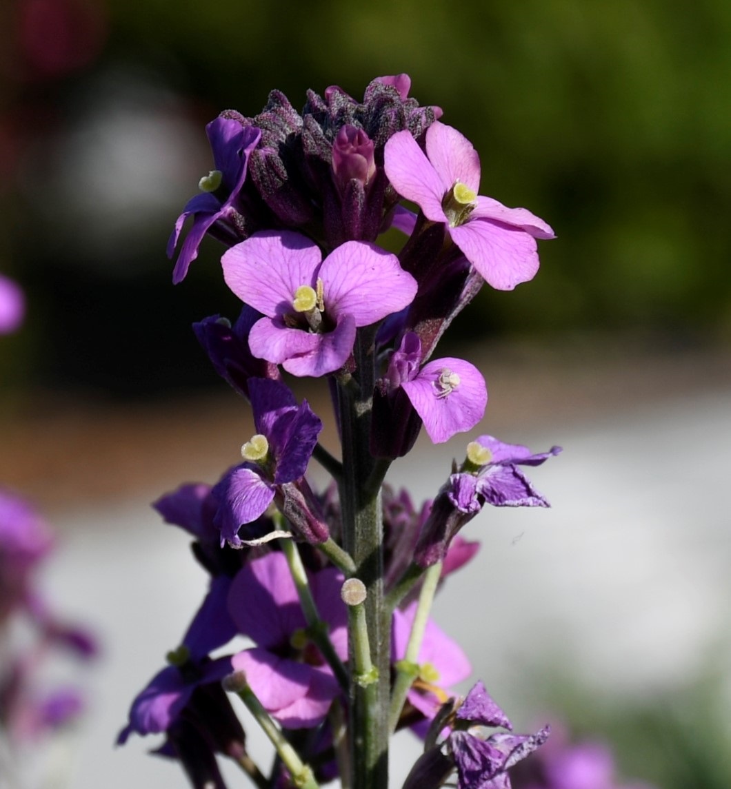 Изображение особи Erysimum scoparium.