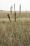Eremurus regelii. Плодоносящие растения. Южный Казахстан, Таласский Алатау, подгорная степь, верховья сая Унгур. 13.08.2010.