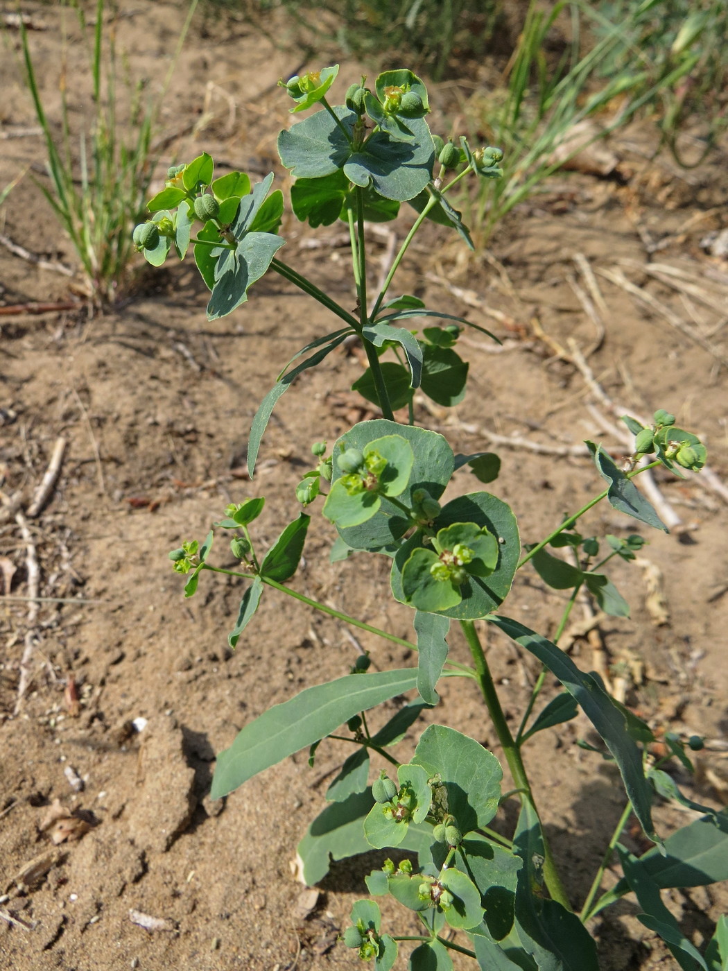 Изображение особи род Euphorbia.