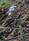 род Myosotis