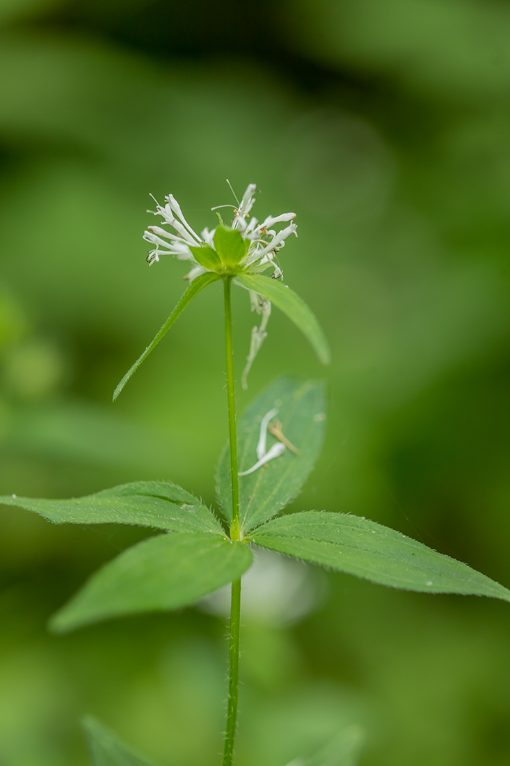 Изображение особи Asperula caucasica.