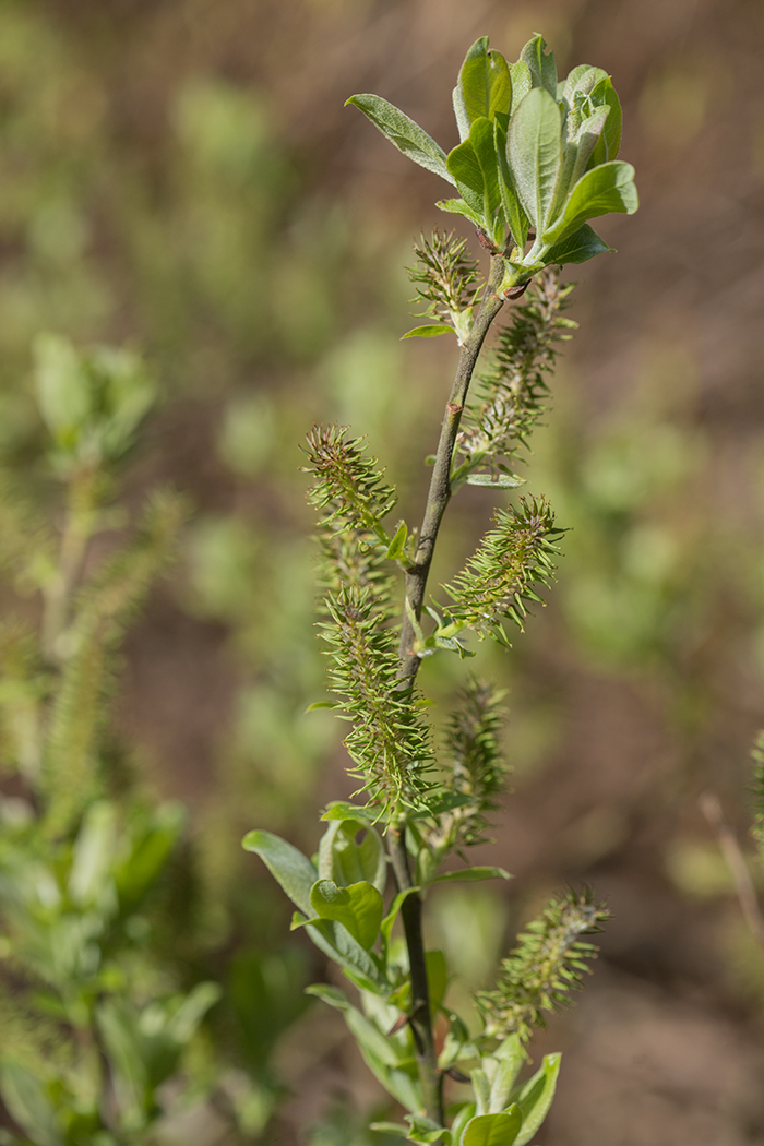 Изображение особи Salix cinerea.