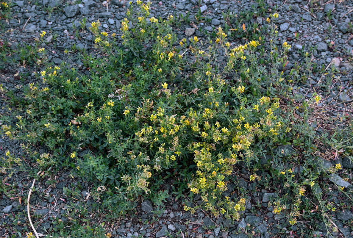 Изображение особи Medicago falcata.