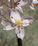 Eremurus olgae
