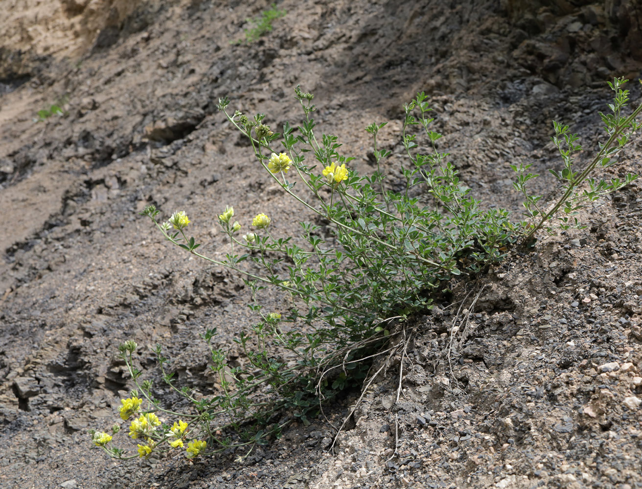 Изображение особи Medicago glutinosa.