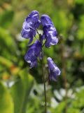 Aconitum talassicum