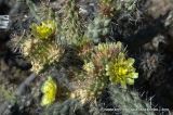 Cylindropuntia alcahes