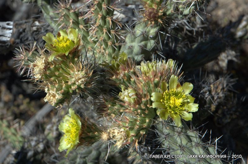 Изображение особи Cylindropuntia alcahes.