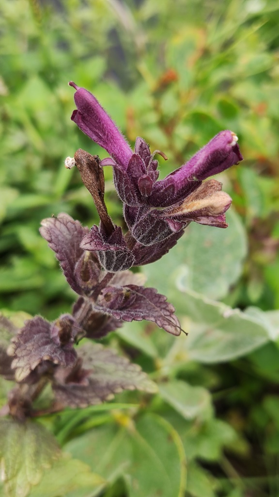 Изображение особи Bartsia alpina.