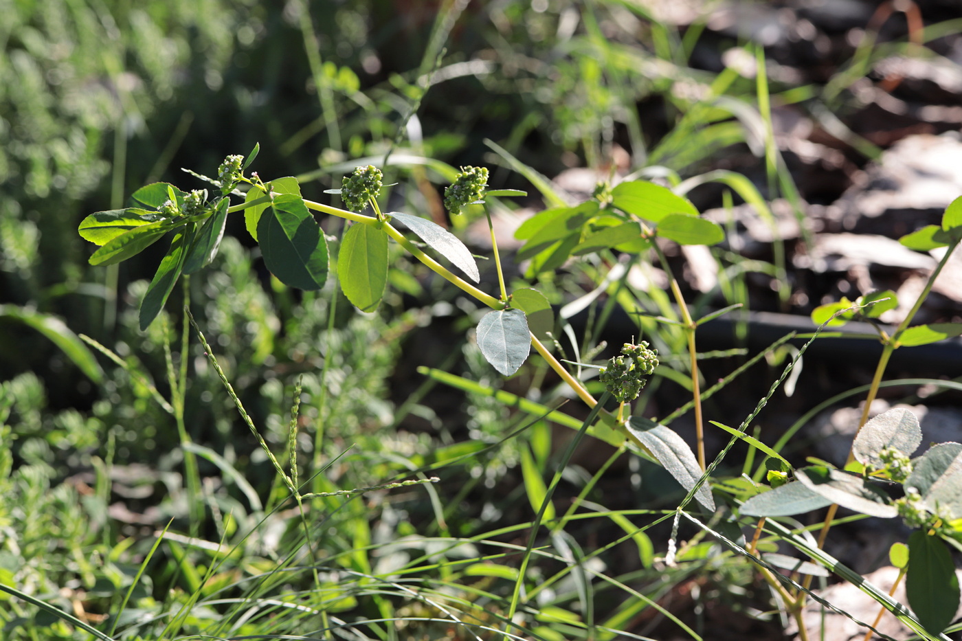 Image of Euphorbia nutans specimen.