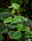 Smilax excelsa