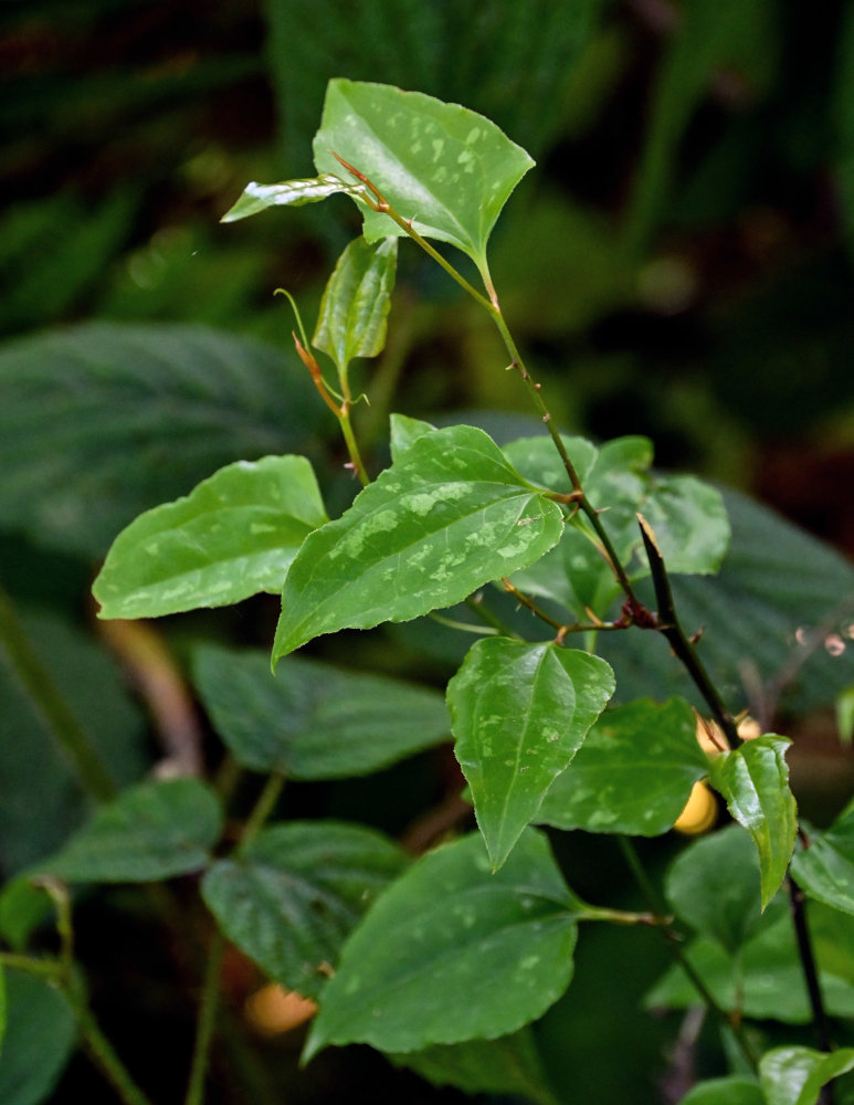 Image of Smilax excelsa specimen.