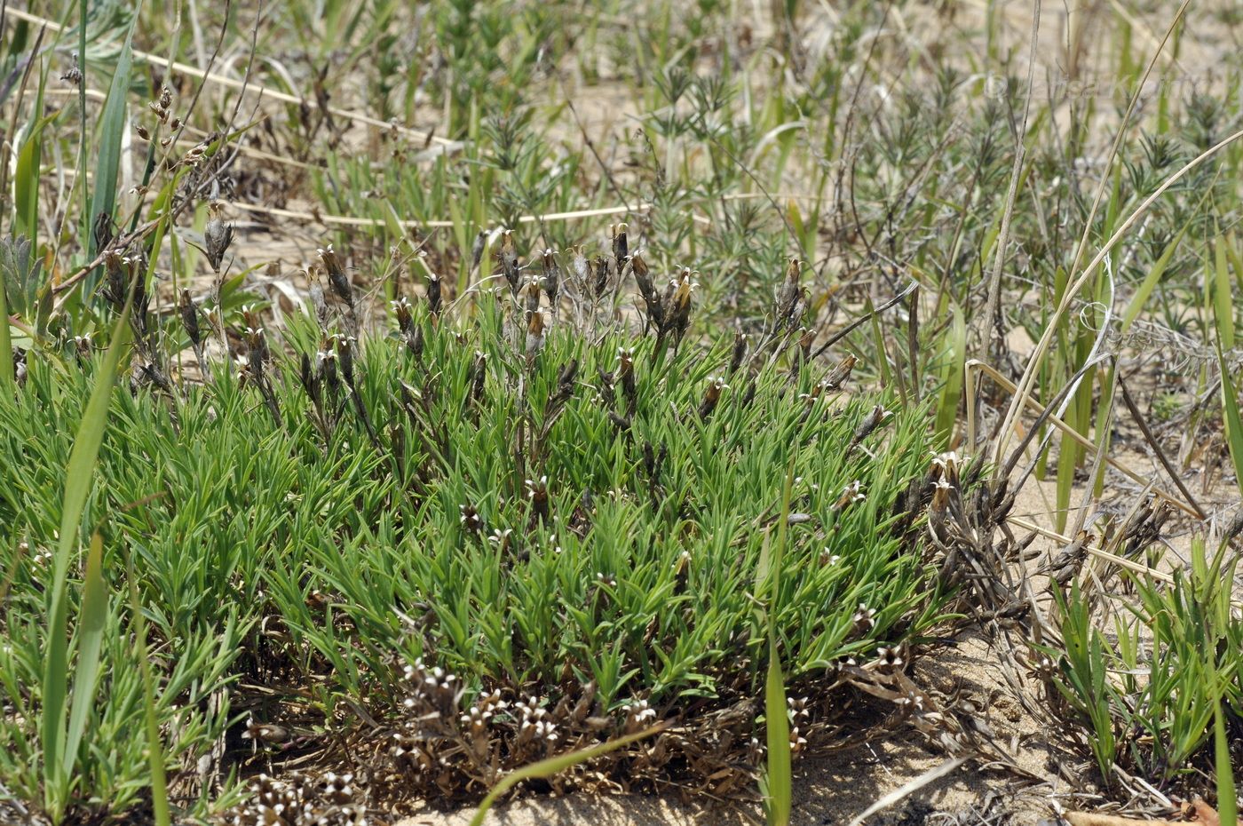 Изображение особи Dianthus chinensis.