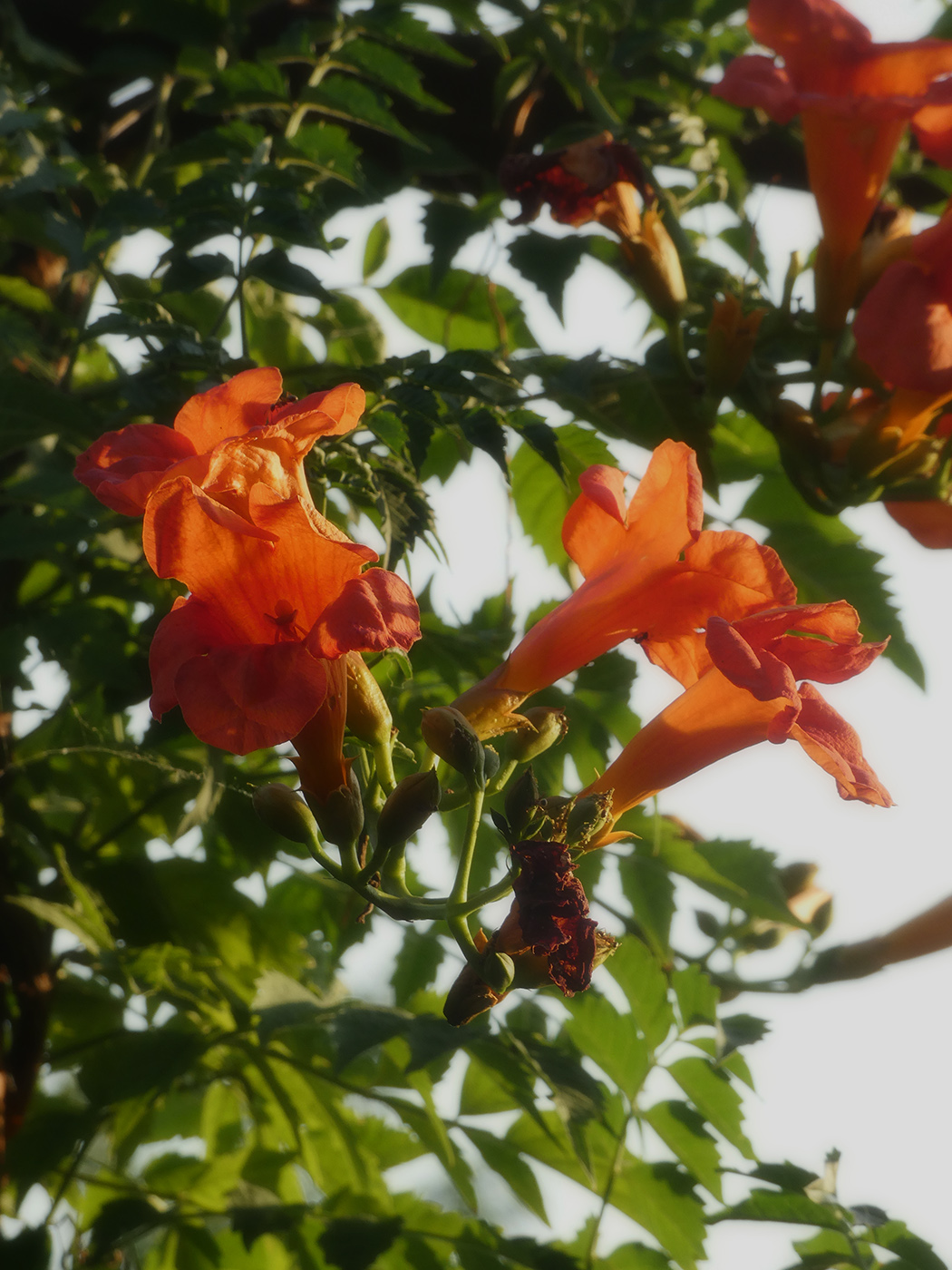 Изображение особи Campsis radicans.