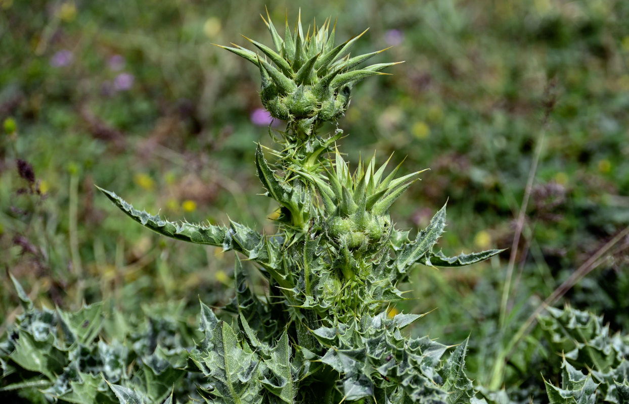 Изображение особи Silybum marianum.