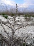 Salsola tragus