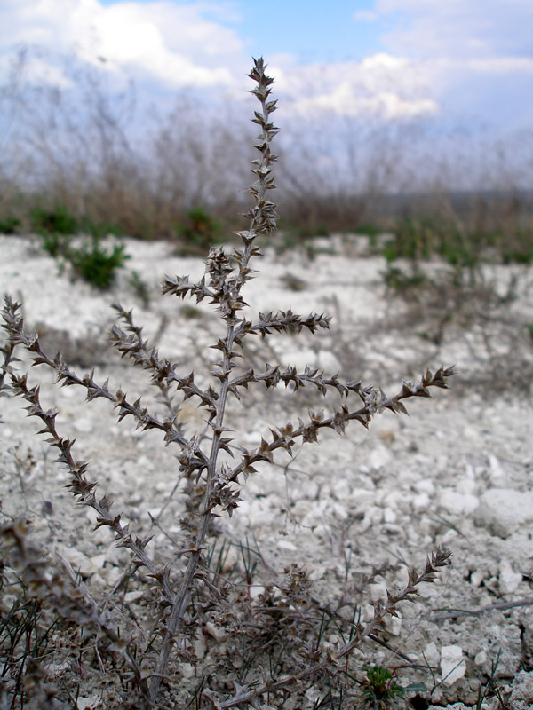 Image of Salsola tragus specimen.