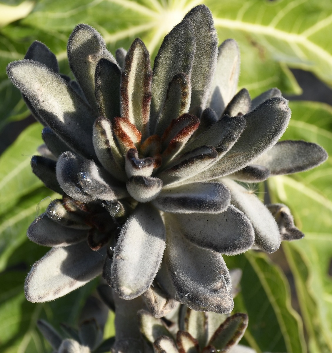 Image of Kalanchoe tomentosa specimen.