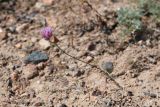 Allium lasiophyllum