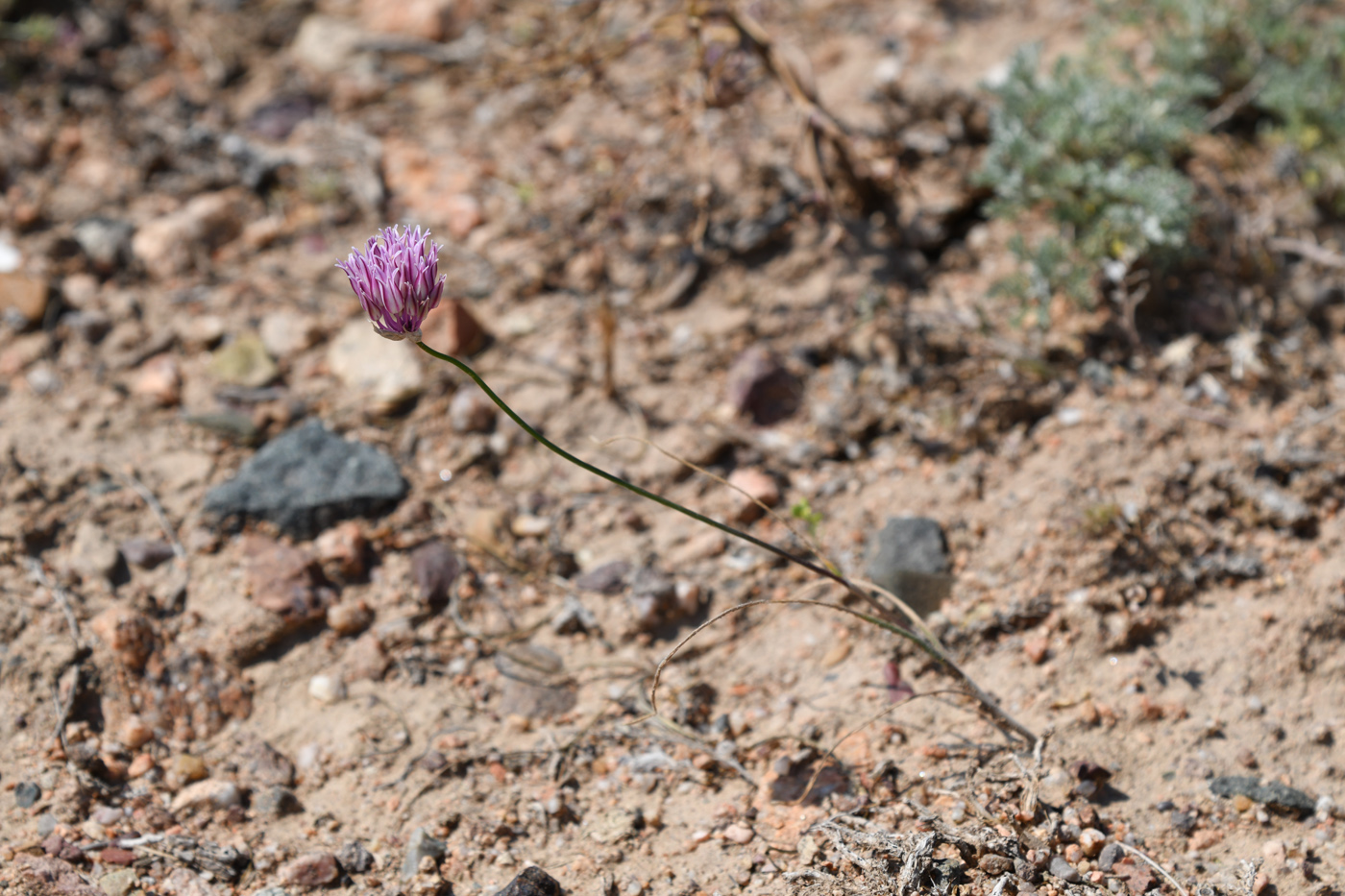 Изображение особи Allium lasiophyllum.