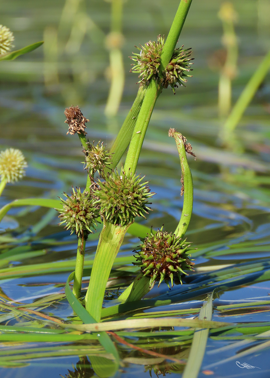 Image of Sparganium × longifolium specimen.