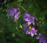 Campanula trachelium. Верхушка цветущего растения с питающимся цветочным пауком. Пермский край, Кунгурский р-н, окр. с. Поповка, ильмовый колок. 23.07.2023.